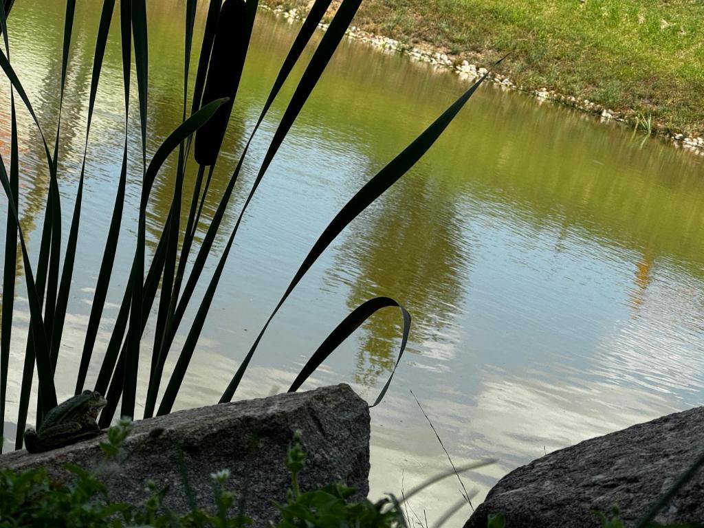 Oczko wodne z bliska – trzciny