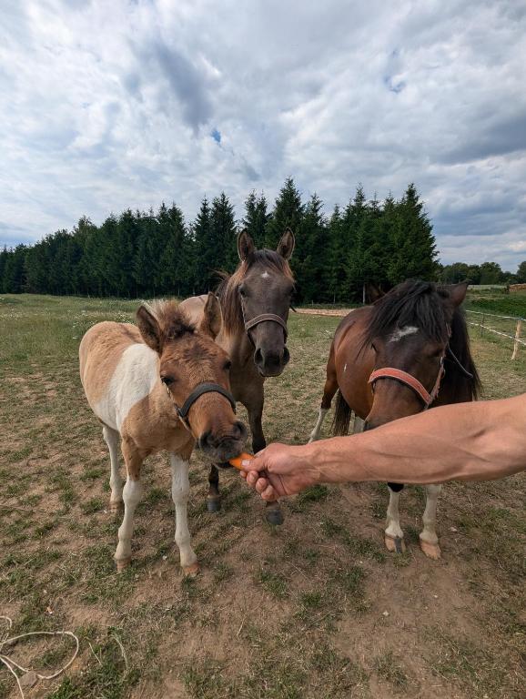 Ogród i okolica domku